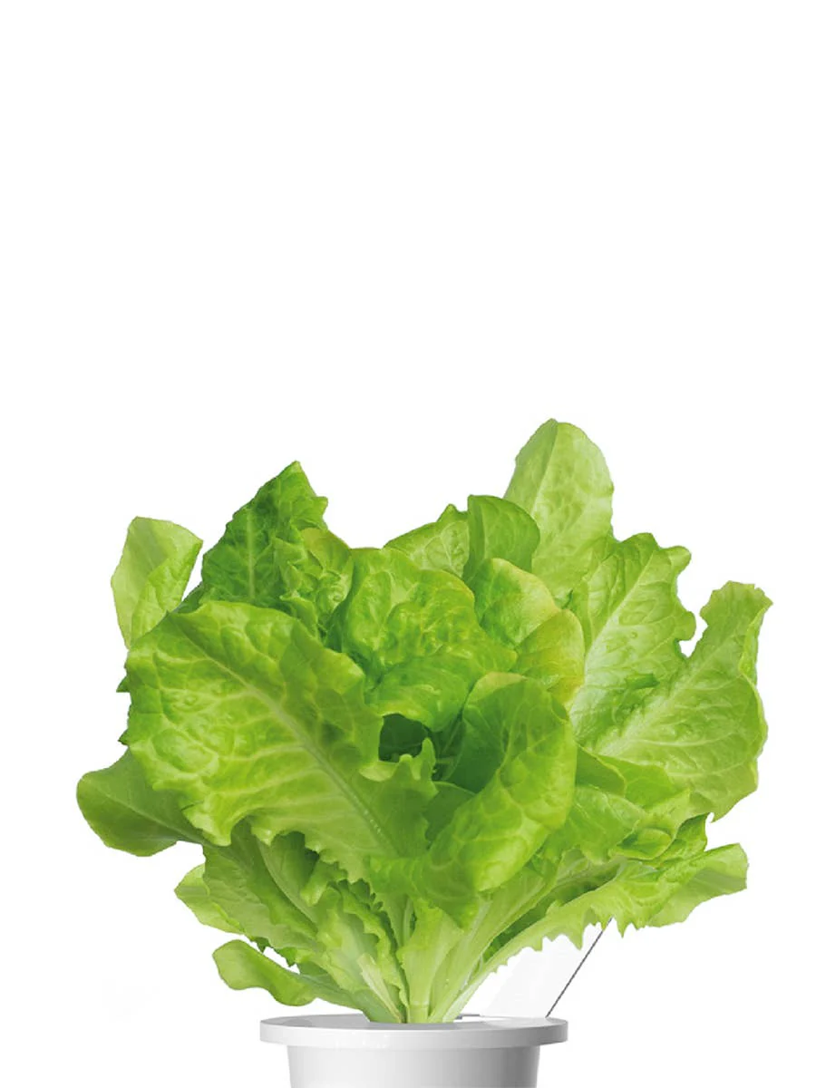 Green Lettuce Plant Pods 9-pack - Image 2