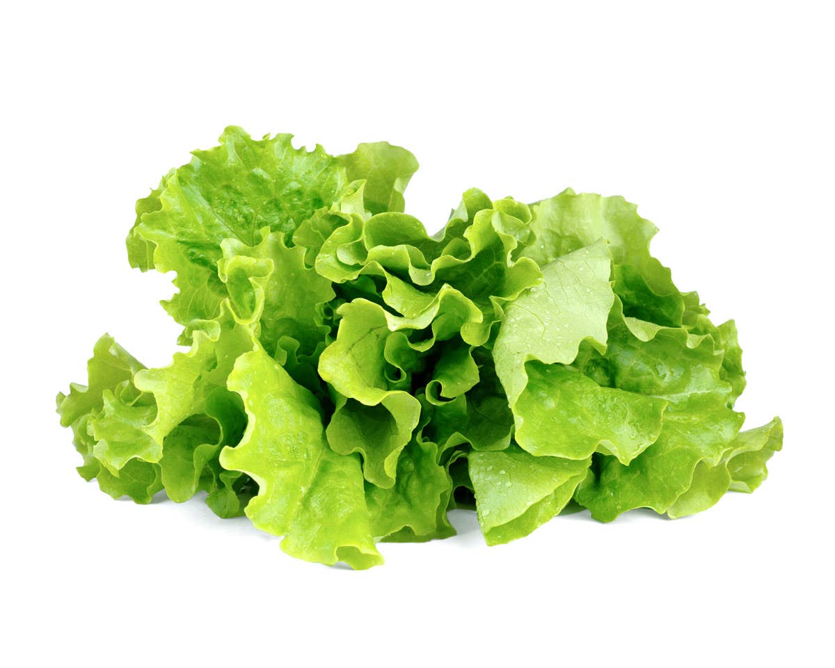 Green Lettuce Plant Pods 9-pack - Image 3