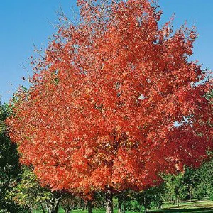 Green Mountain Sugar Maple | Acer saccharum 'Green Mountain' - Image 2