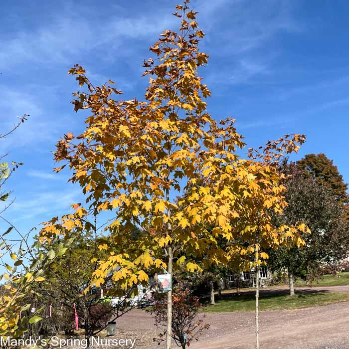 Green Mountain Sugar Maple | Acer saccharum 'Green Mountain' - Image 3