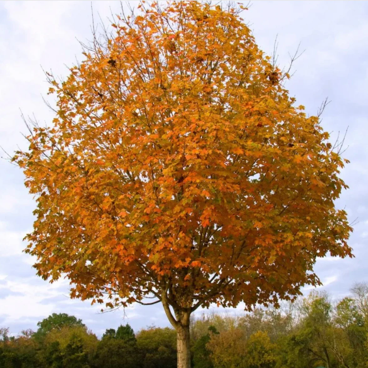 Green Mountain Sugar Maple | Acer saccharum 'Green Mountain' - Image 4