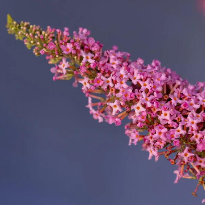 Trippy Pink® Butterfly Bush | Buddleia davidii 'Bailbudone' - Image 3