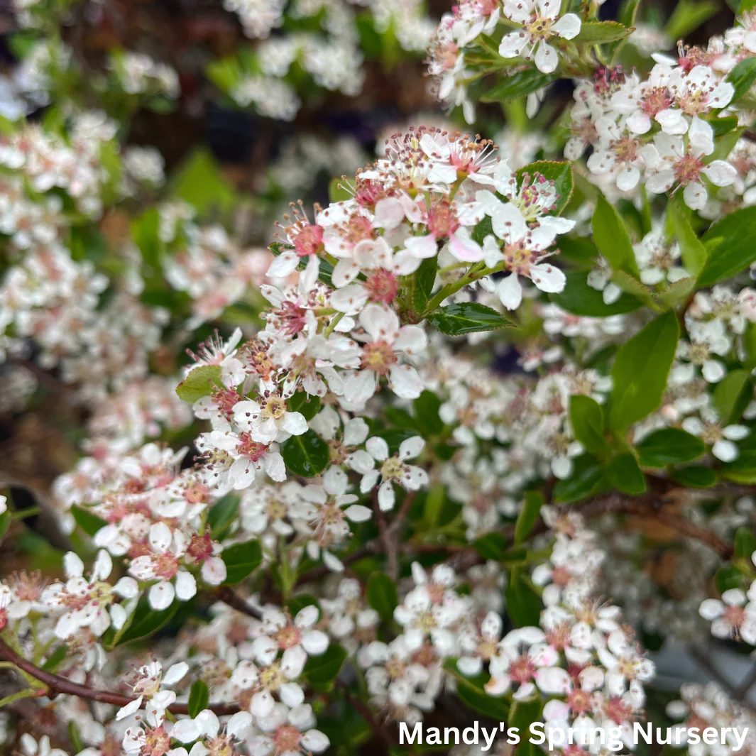 'Ground Hug' Chokeberry | Aronia mel. - Image 2