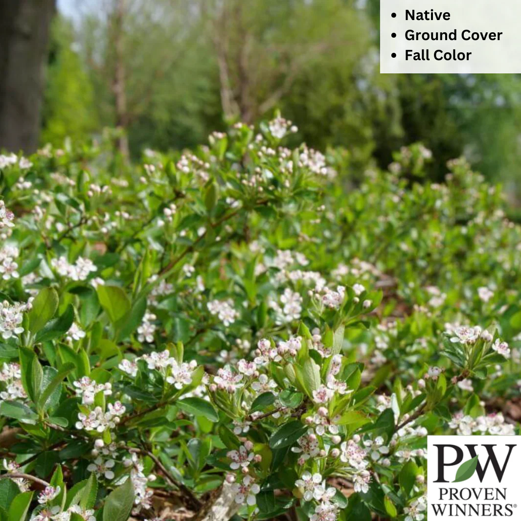 'Ground Hug' Chokeberry | Aronia mel. - Image 3