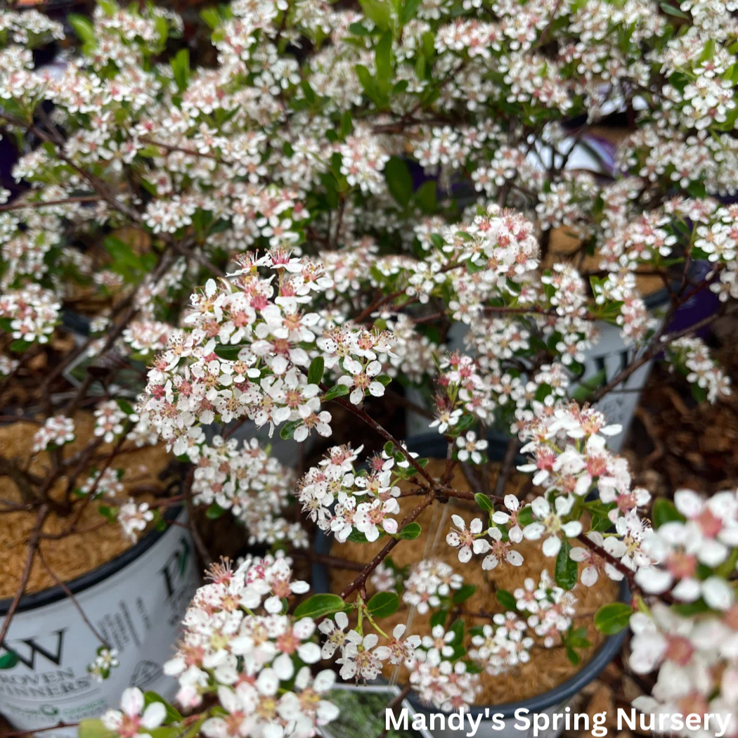 'Ground Hug' Chokeberry | Aronia mel. - Image 4