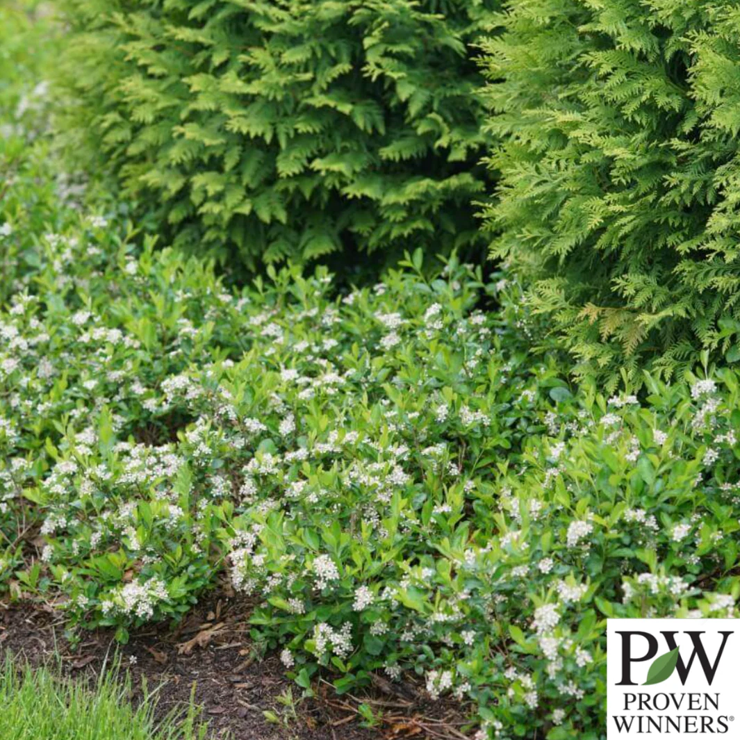 'Ground Hug' Chokeberry | Aronia mel. - Image 5