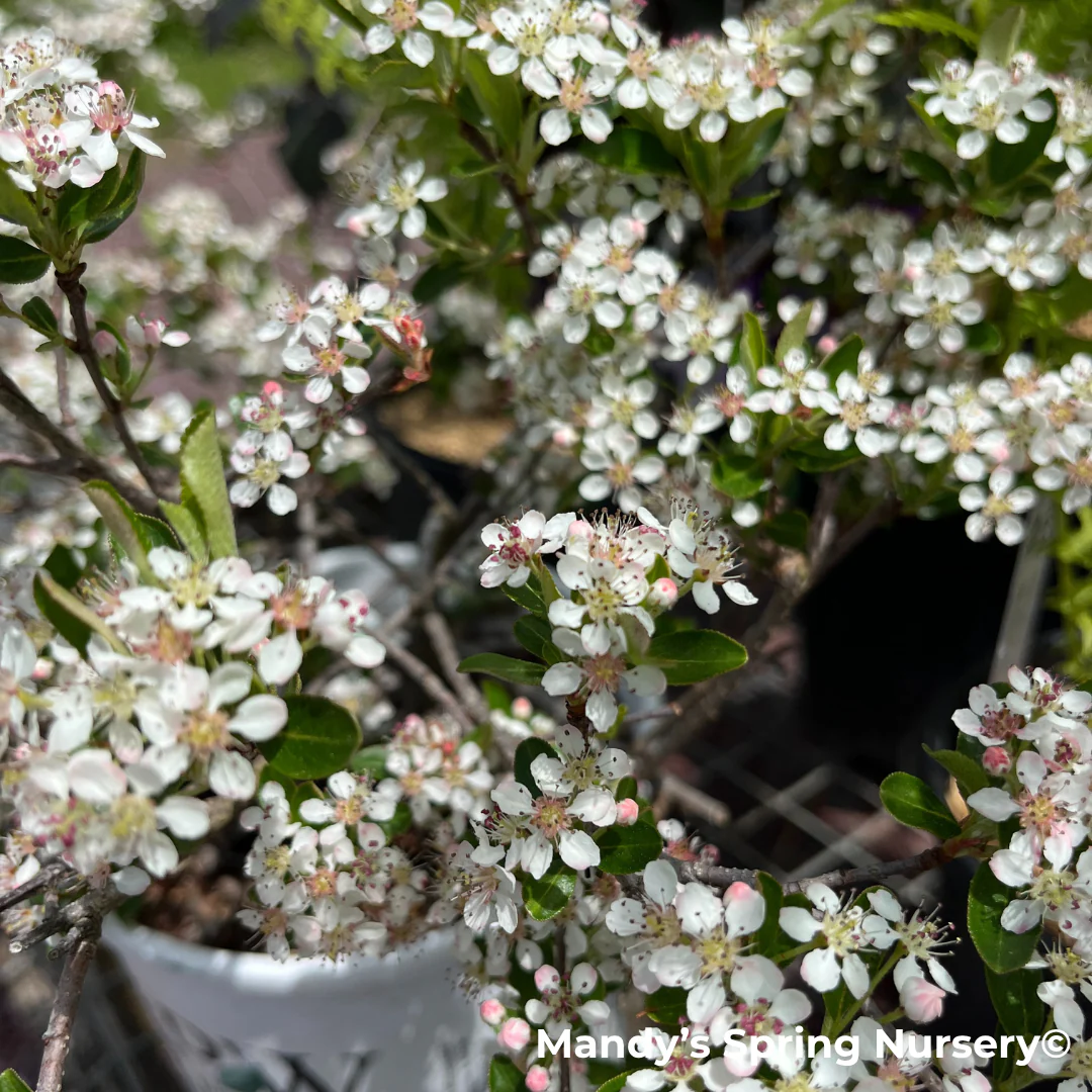 'Ground Hug' Chokeberry | Aronia mel. - Image 6