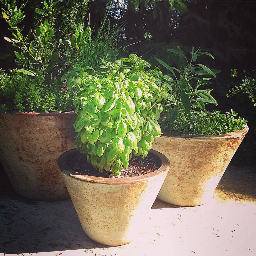 Growing Wishes Herb | Cheer | Holiday Gift for Gardeners - Image 2