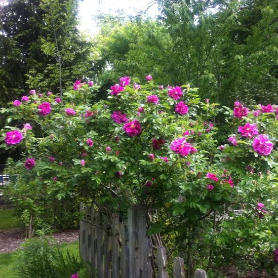 Hansa Rugosa Rose | Rosa - Image 3