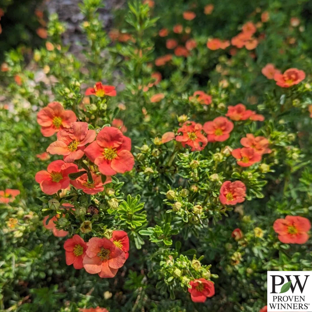 Happy Face® Orange Potentilla | Potentilla fruticosa - Image 2