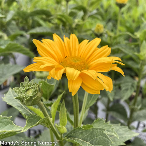 'Tuscan Gold' False Sunflower | Heliopsis helianthoides - Image 2