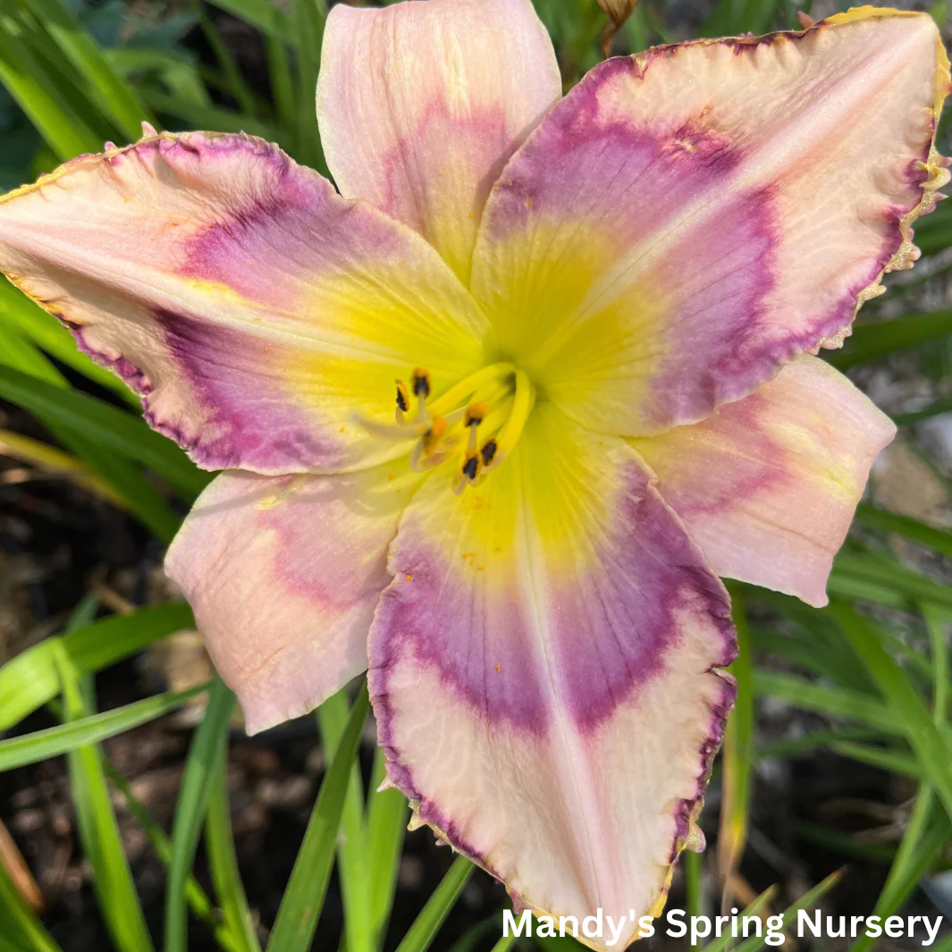 Handwriting On The Wall Reblooming Daylily | Hemerocallis - Image 3