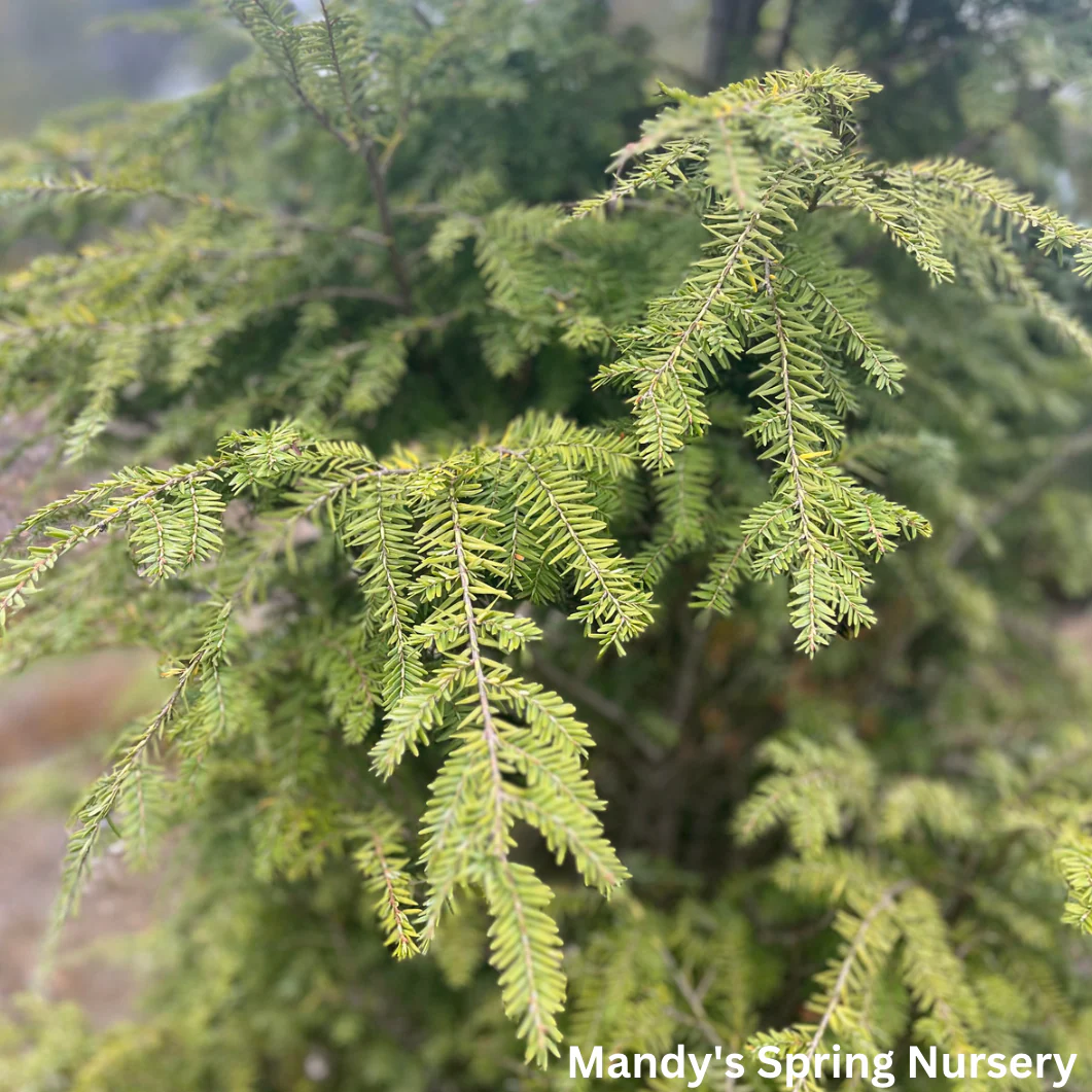 Hemlock | Tsuga canadensis - Image 3