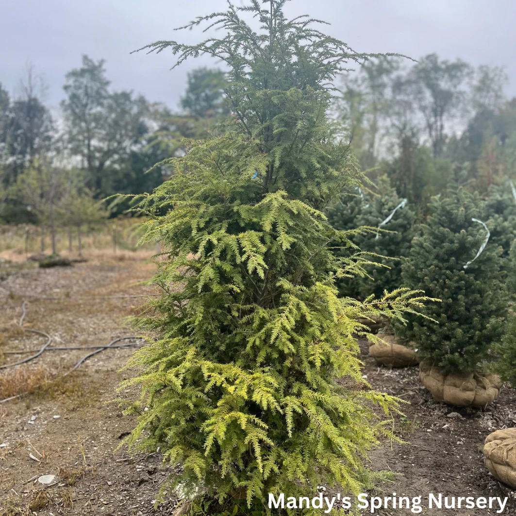 Hemlock | Tsuga canadensis - Image 4