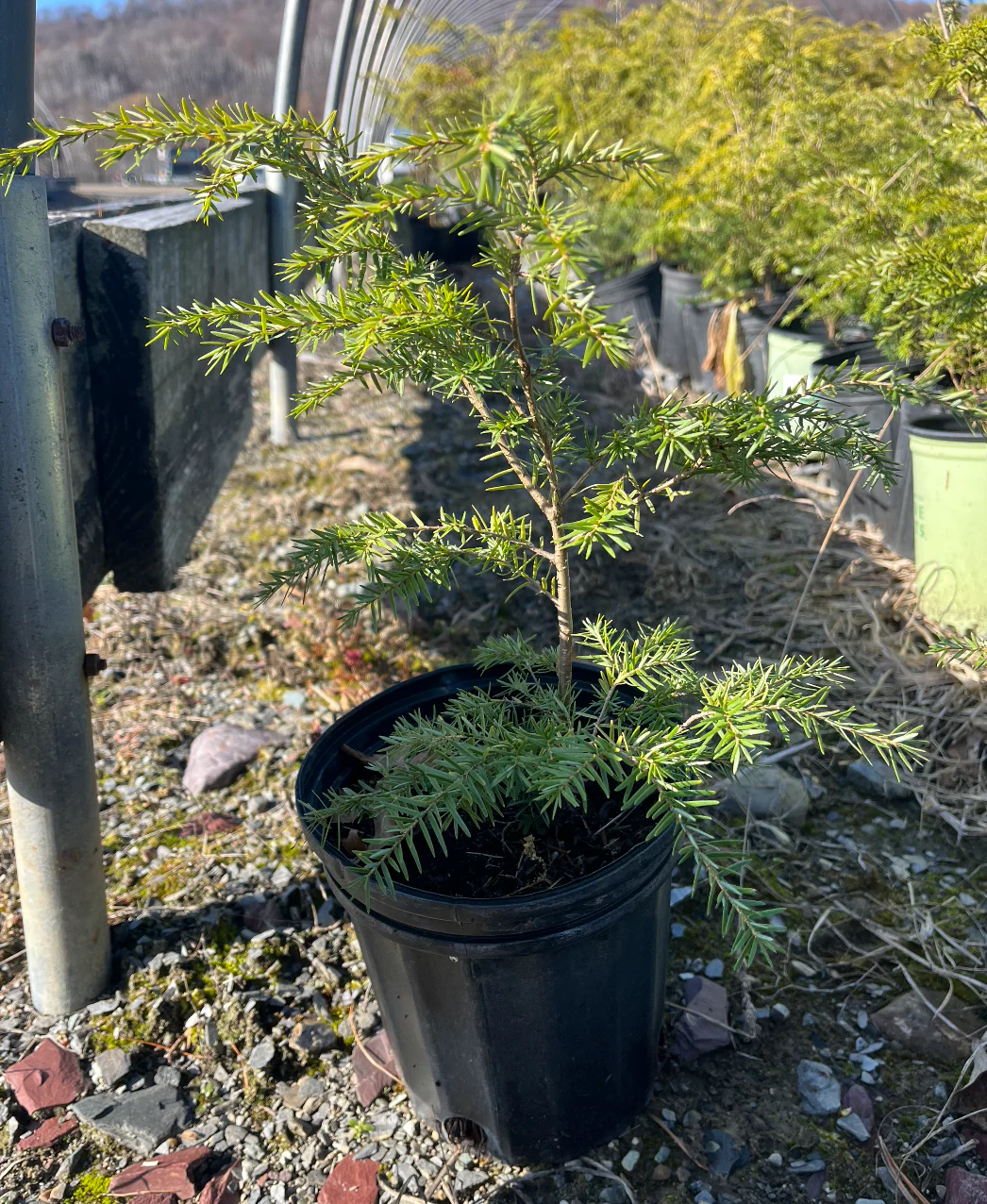 Hemlock | Tsuga canadensis - Image 5
