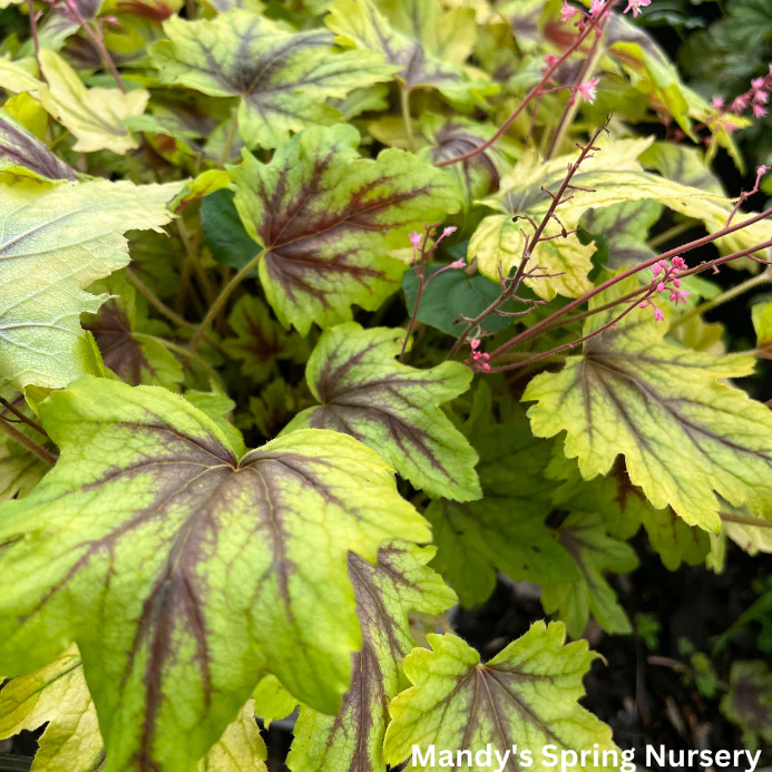 'Eye Spy' Foamy Bells | Heucherella - Image 5