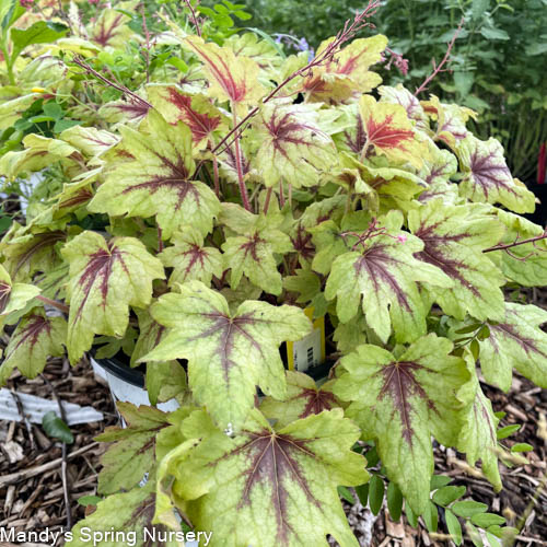 'Eye Spy' Foamy Bells | Heucherella - Image 7