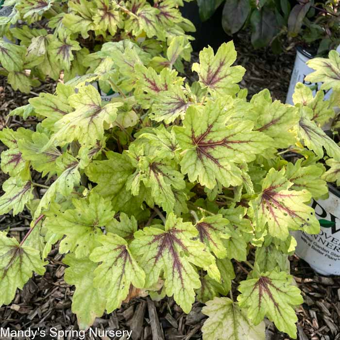 'Eye Spy' Foamy Bells | Heucherella - Image 8