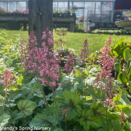 Pink Fizz Foamy Bells | Heucherella - Image 2
