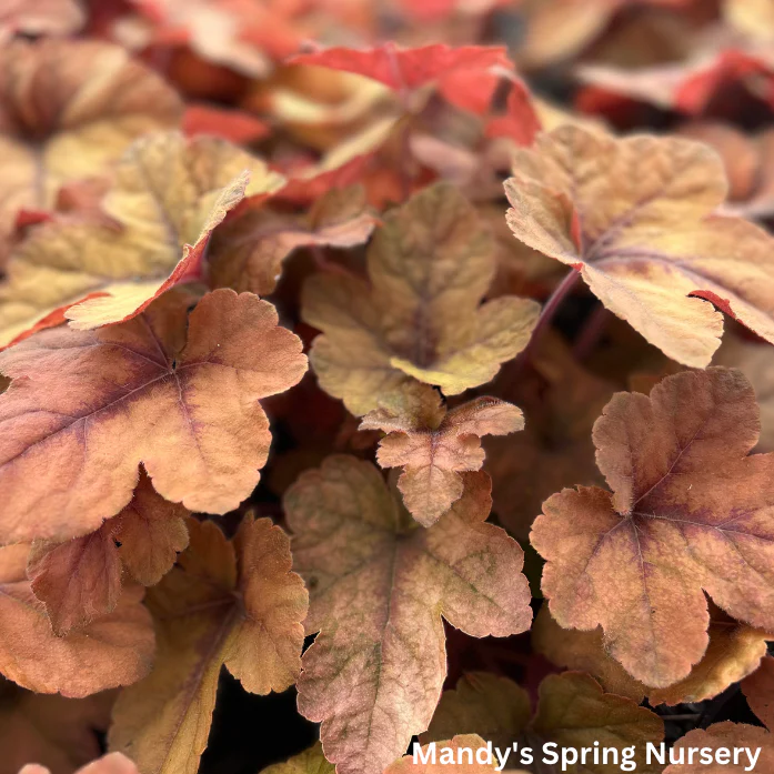 'Pumpkin Spice' Foamy Bells | Heucherella - Image 2