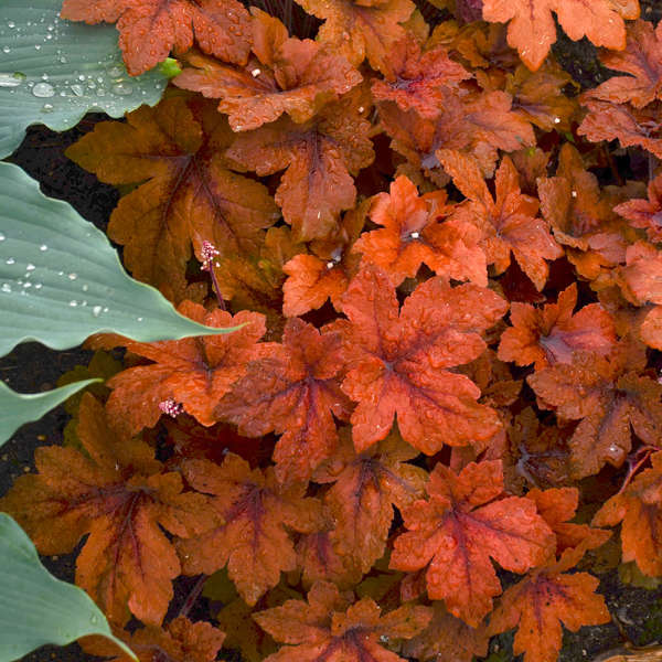 'Pumpkin Spice' Foamy Bells | Heucherella - Image 3