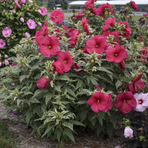 'Summer Carnival' Hibiscus - Image 2