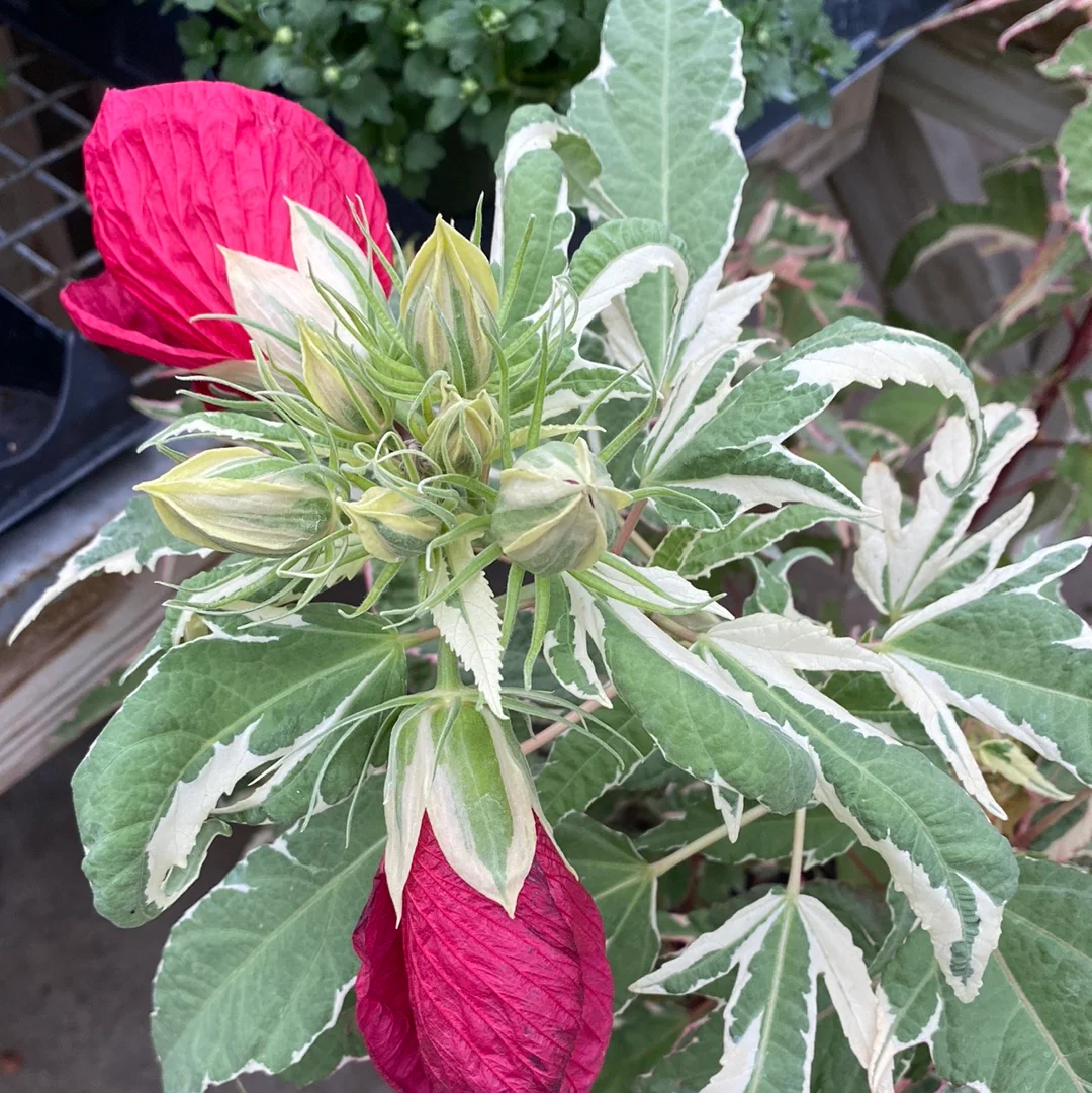 'Summer Carnival' Hibiscus - Image 5