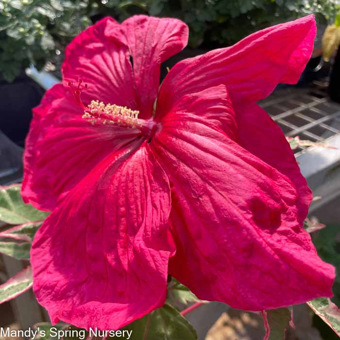 'Summer Carnival' Hibiscus - Image 6