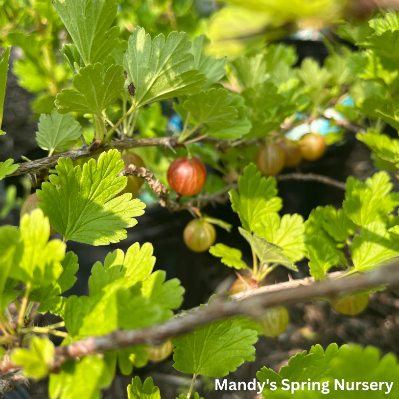 Hinnomaki Red Gooseberry Bush | Ribes 'Hinnomaki Red'