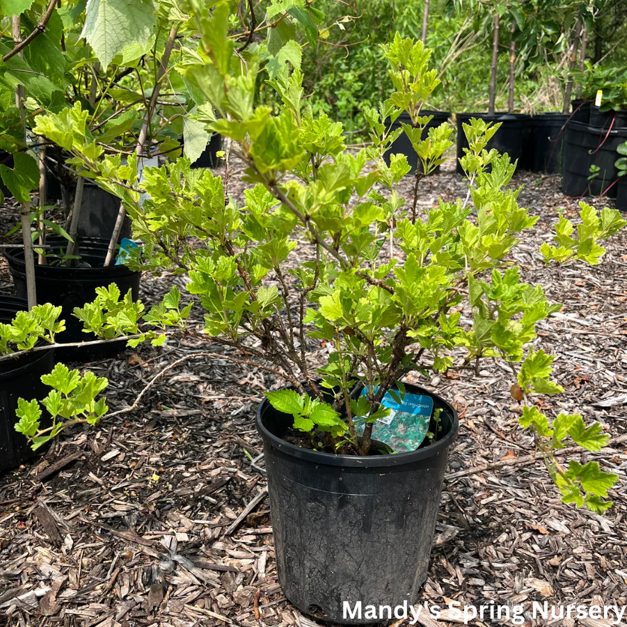 Hinnomaki Red Gooseberry Bush | Ribes 'Hinnomaki Red' - Image 2