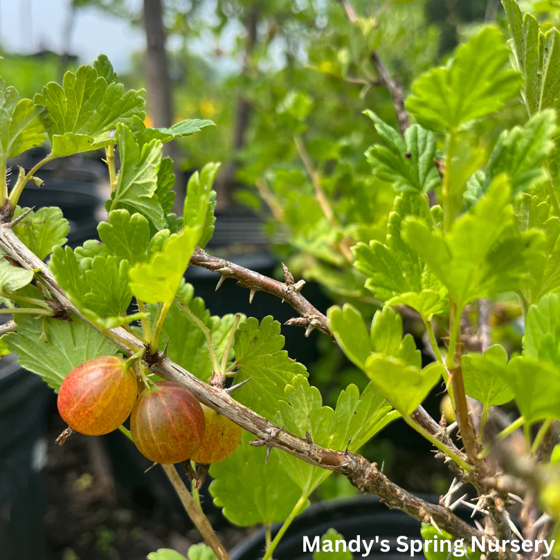 Hinnomaki Red Gooseberry Bush | Ribes 'Hinnomaki Red' - Image 3