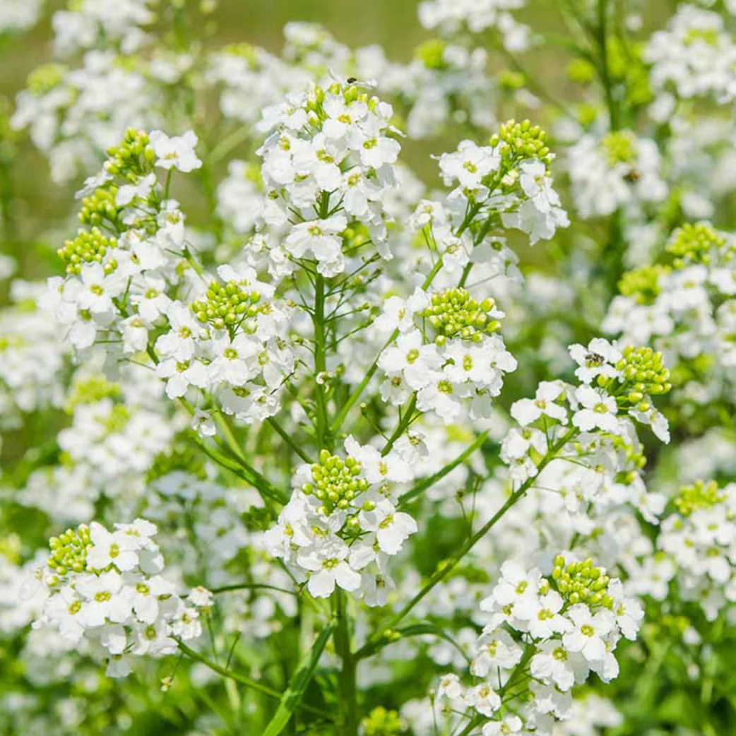 Horseradish | Armoracia rusticana - Image 2