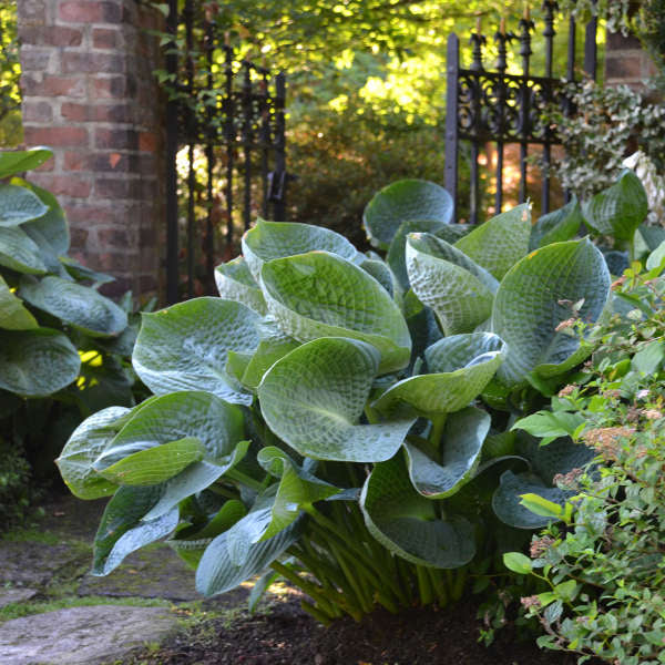 Hosta 'Abiqua Drinking Gourd' - Image 2