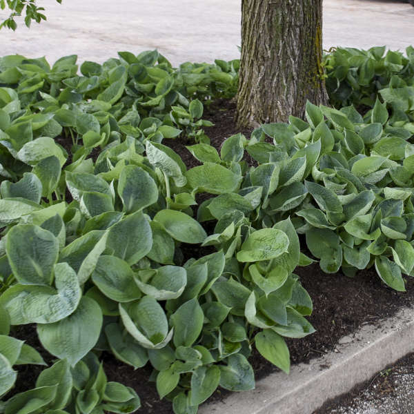 Hosta 'Abiqua Drinking Gourd' - Image 3