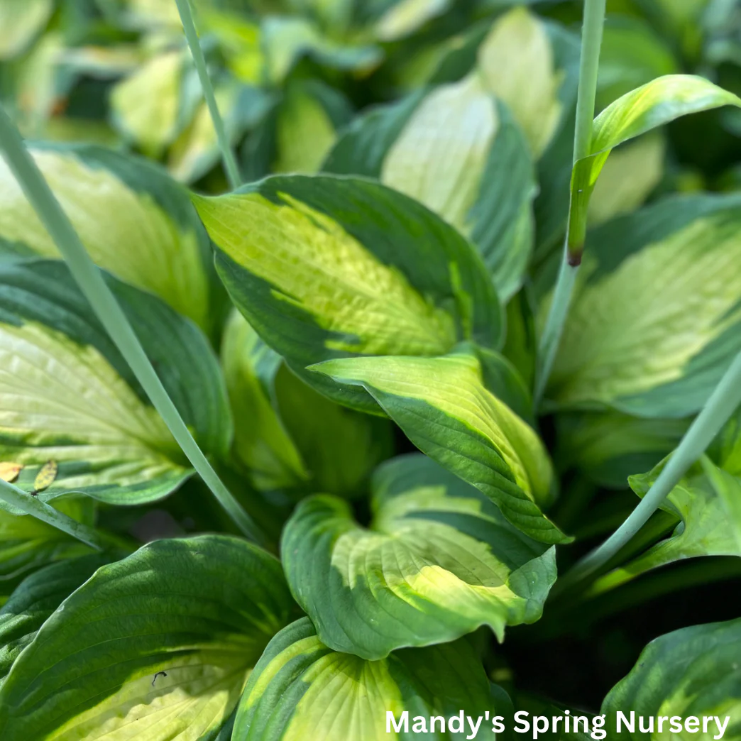 Captain Kirk Hosta | Hosta 'Captain Kirk' - Image 3