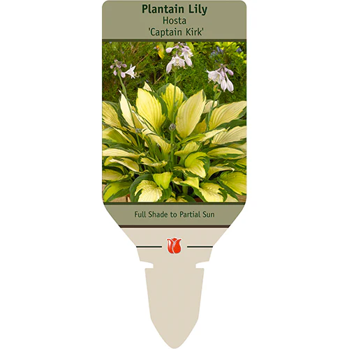 Captain Kirk Hosta | Hosta 'Captain Kirk' - Image 4