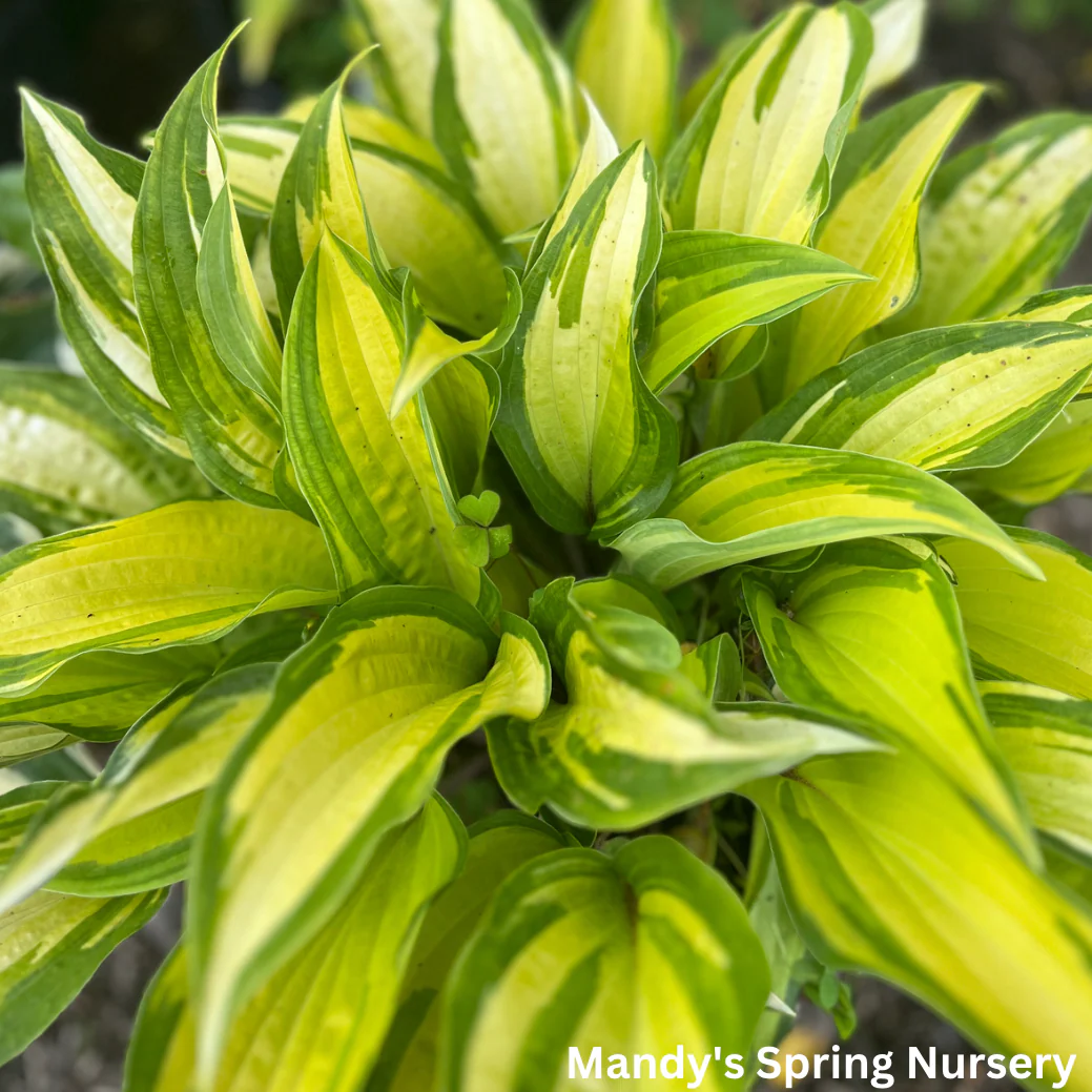 Orange Marmalade Hosta | Hosta 'Orange Marmalade' - Image 2
