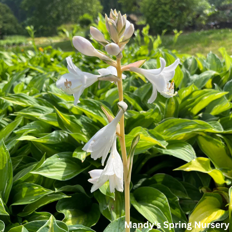 Orange Marmalade Hosta | Hosta 'Orange Marmalade' - Image 3