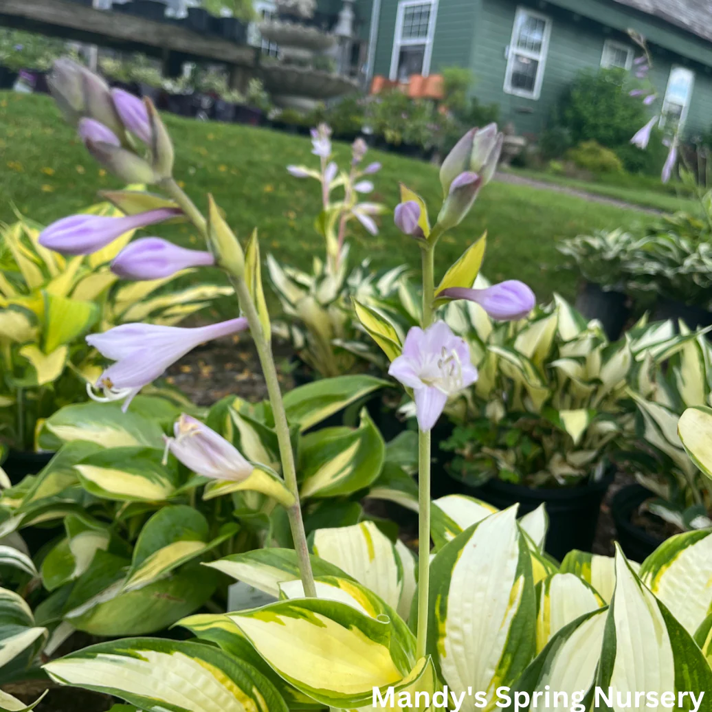 Orange Marmalade Hosta | Hosta 'Orange Marmalade' - Image 4