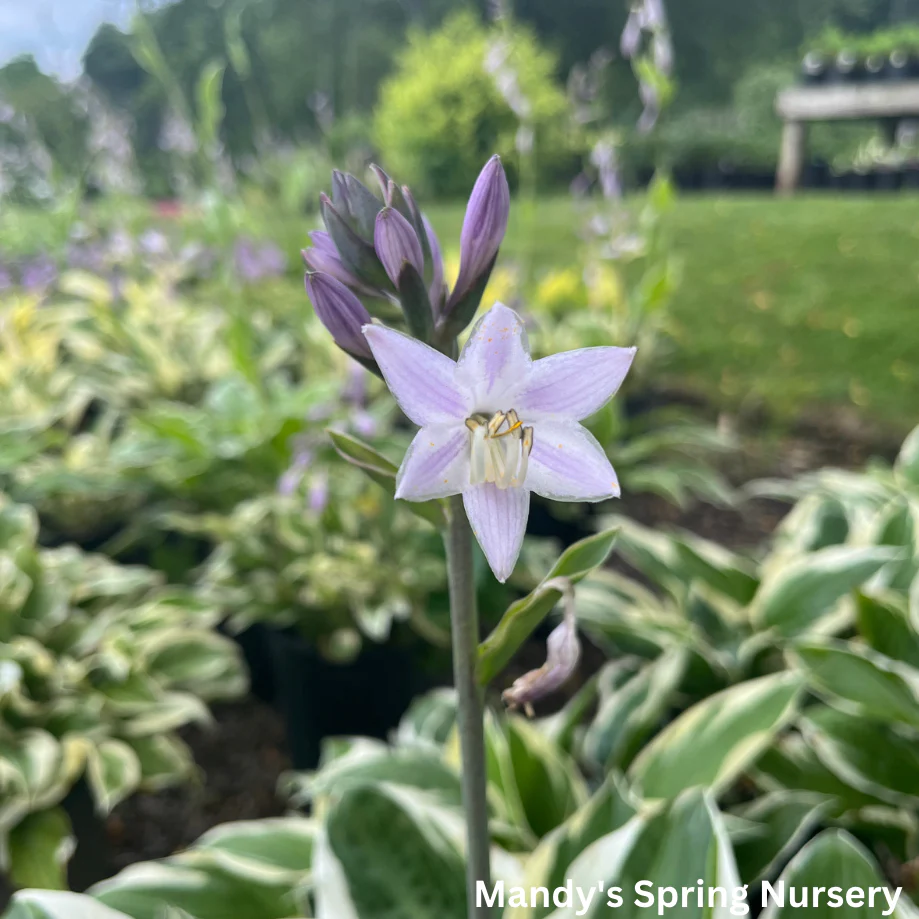 Patriot Hosta | Plantain Lily - Image 3