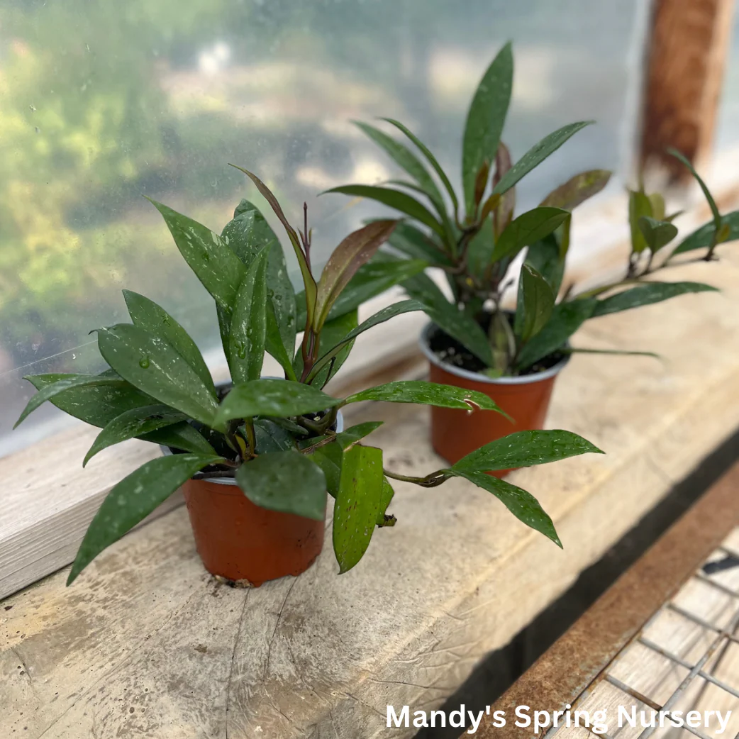 Wax Plant Hoya | Hoya pubicalyx - Image 2