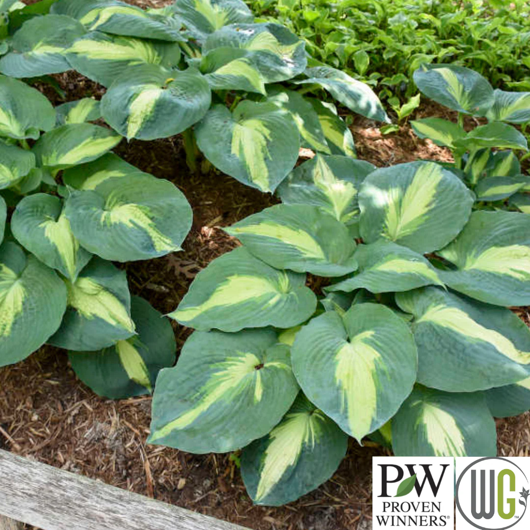 'Hudson Bay' Hosta - Image 2