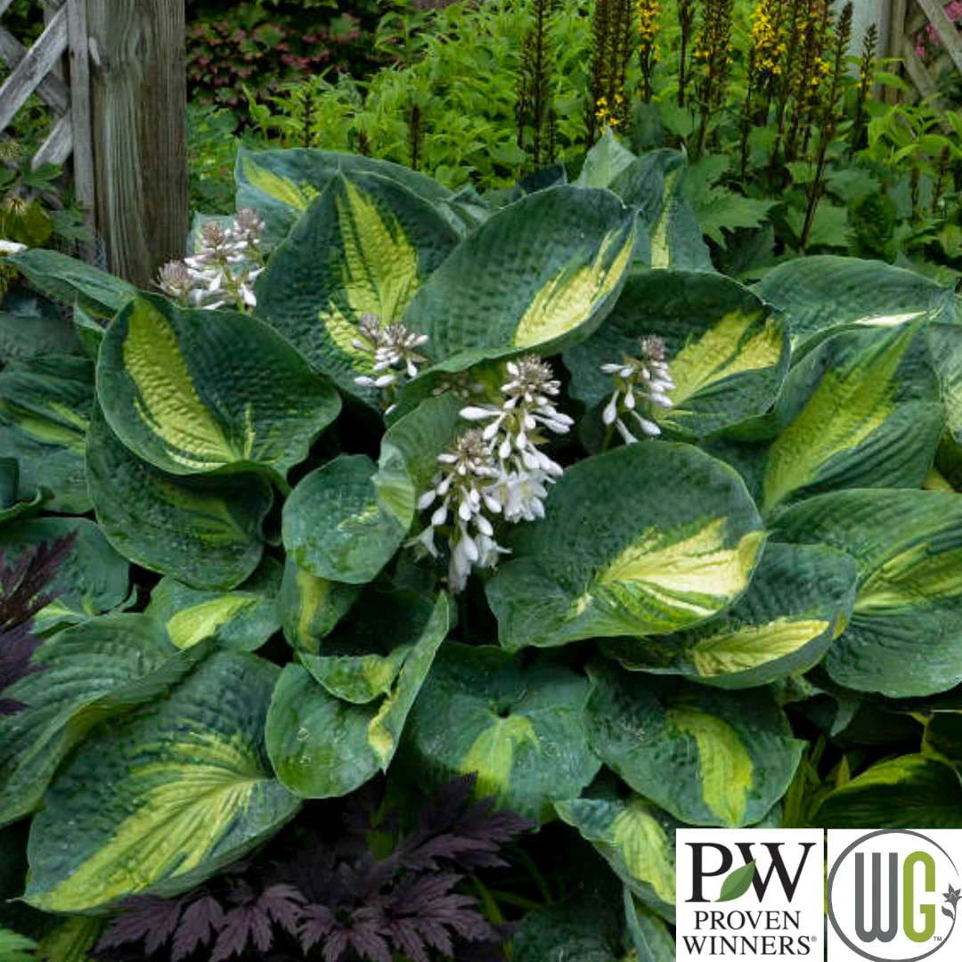 'Hudson Bay' Hosta - Image 3