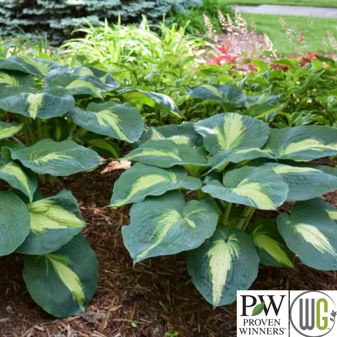 'Hudson Bay' Hosta - Image 4
