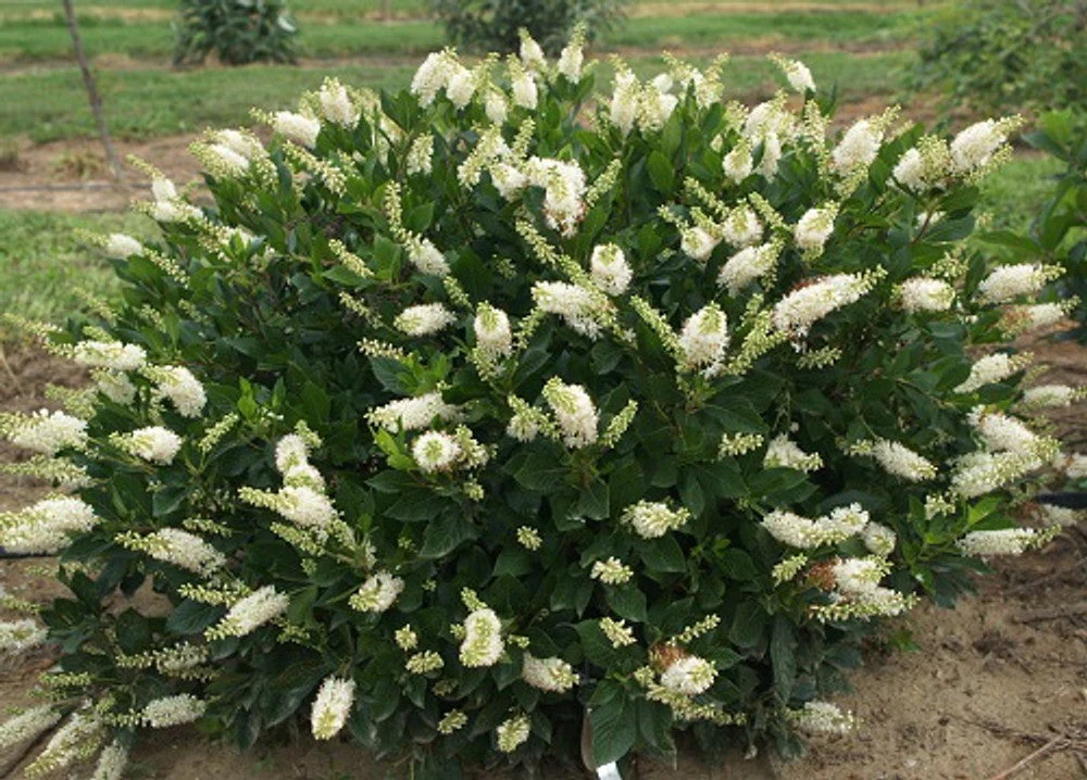 Hummingbird Summersweet | Clethra alnifolia - Image 2