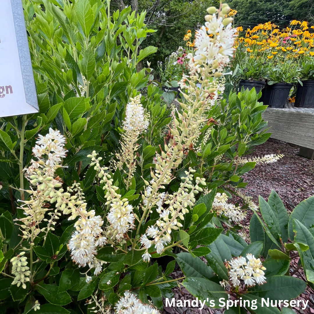 Hummingbird Summersweet | Clethra alnifolia - Image 3