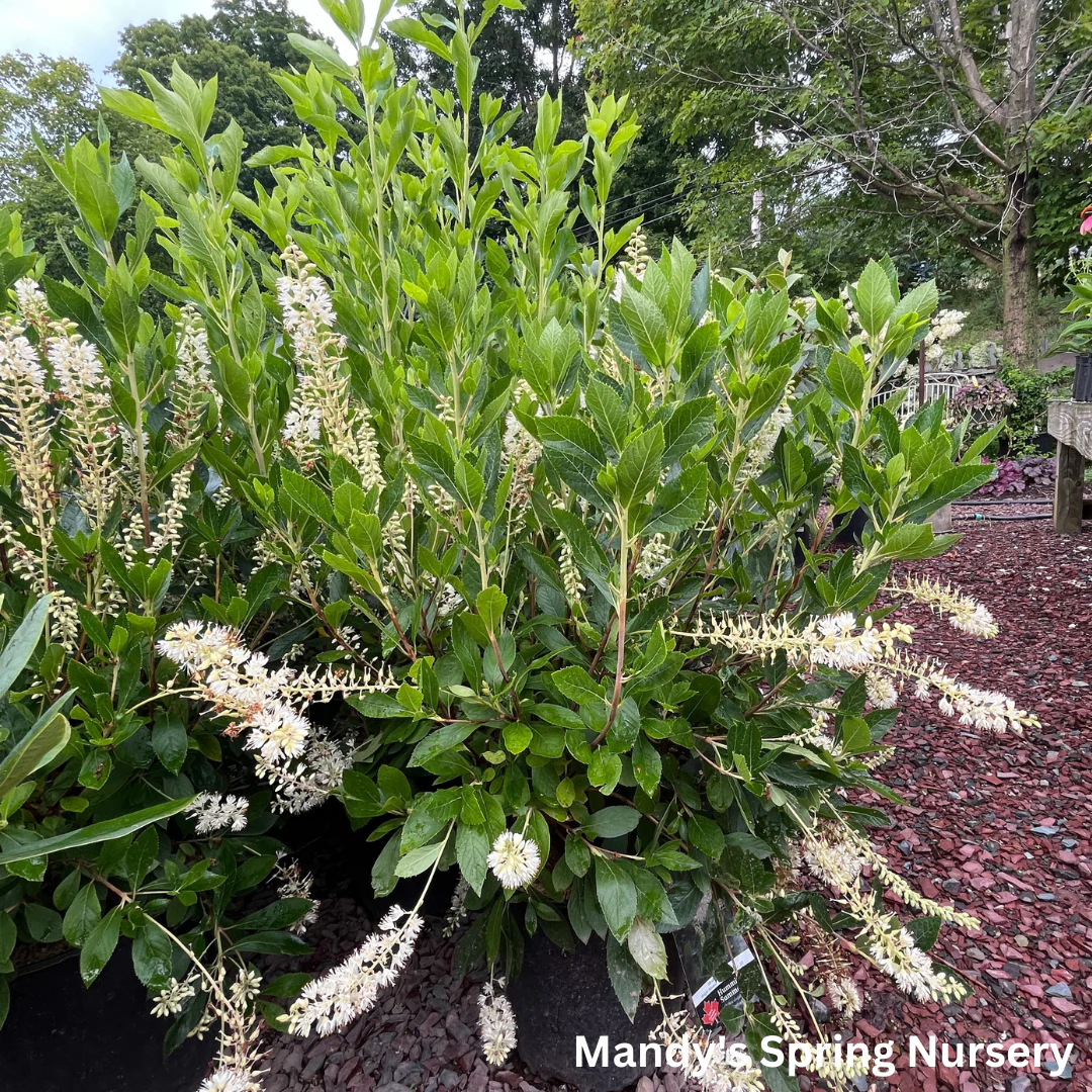 Hummingbird Summersweet | Clethra alnifolia - Image 4