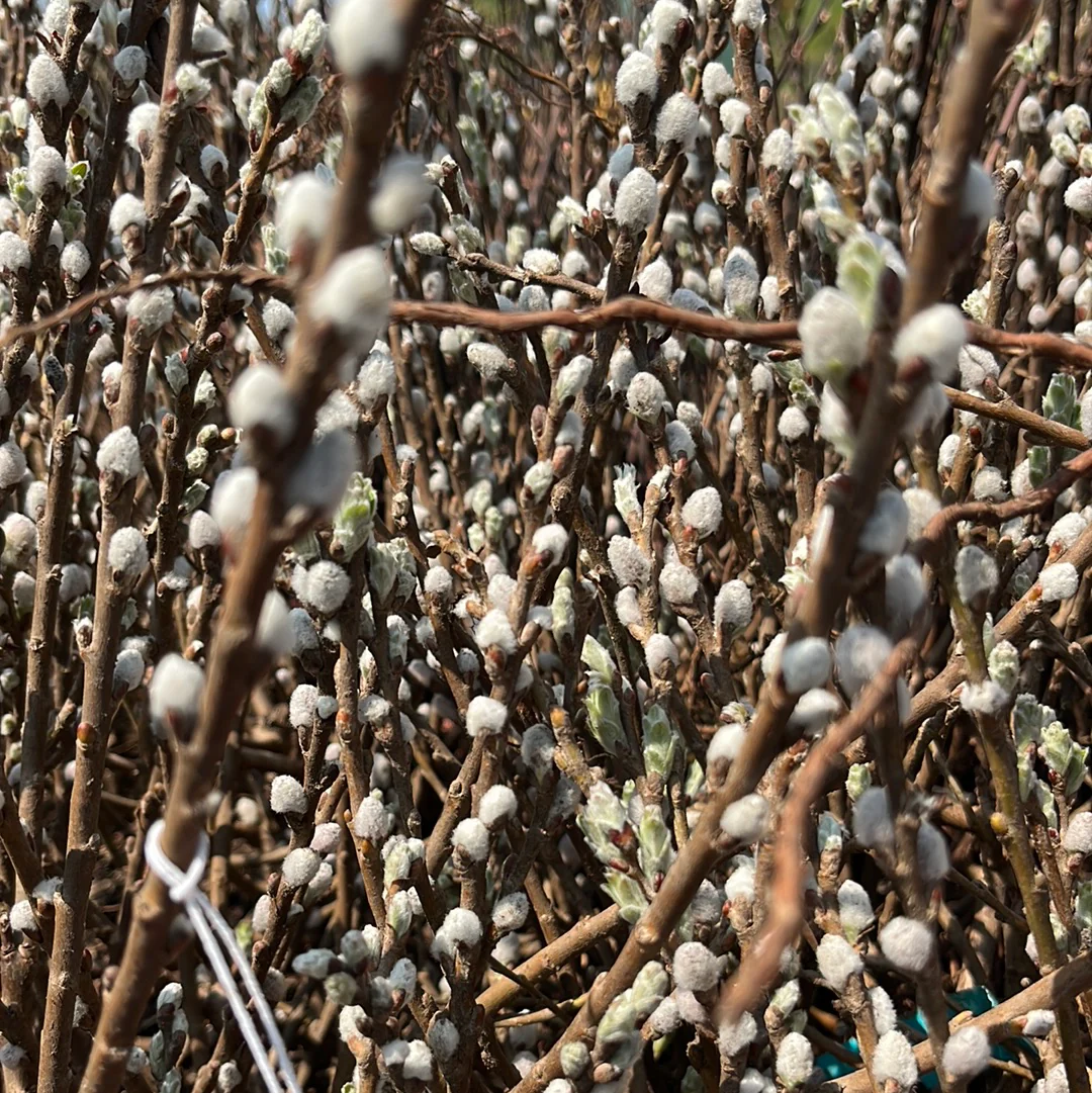 Iceberg Alley Sageleaf Willow | Salix candida - Image 11