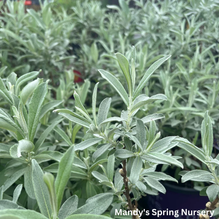 Iceberg Alley Sageleaf Willow | Salix candida - Image 13