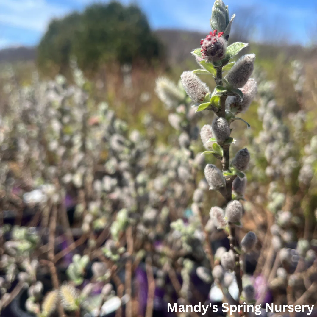Iceberg Alley Sageleaf Willow | Salix candida - Image 14